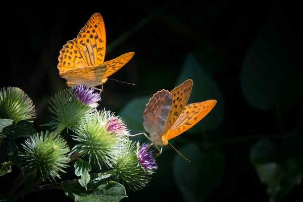 蝴蝶 写动物关于昆虫蝴蝶的范文作文