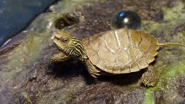 小乌龟 写动物关于大自然龟类的范文作文