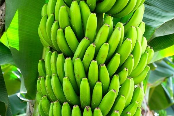 啊，那一片香蕉林 写果蔬关于香蕉范文作文